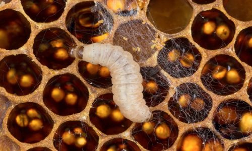 larve de fausse teigne sur un cadre de ruche